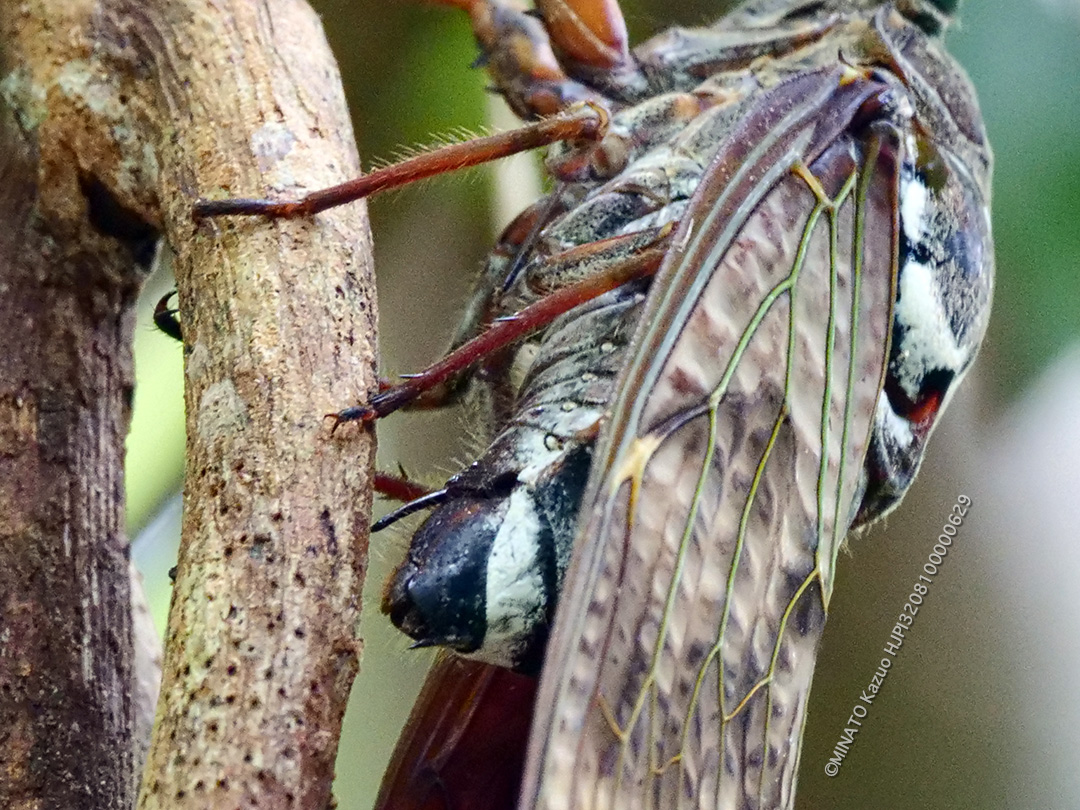 リュウキュウアブラゼミ産卵行動