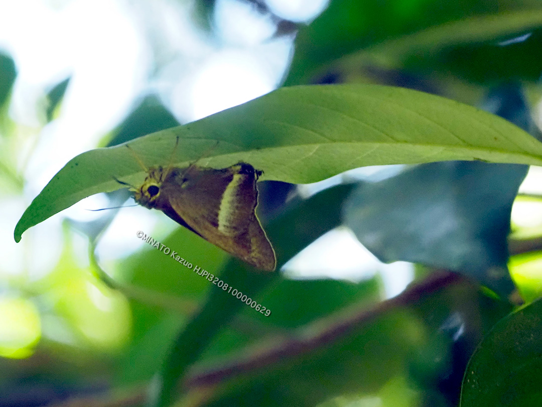 オキナワビロードセセリ