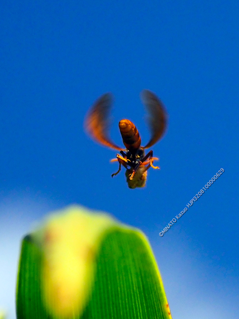 オキナワアシナガバチ