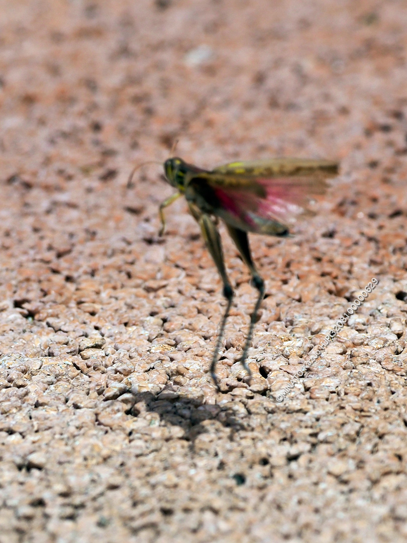 タイワンツチイナゴ