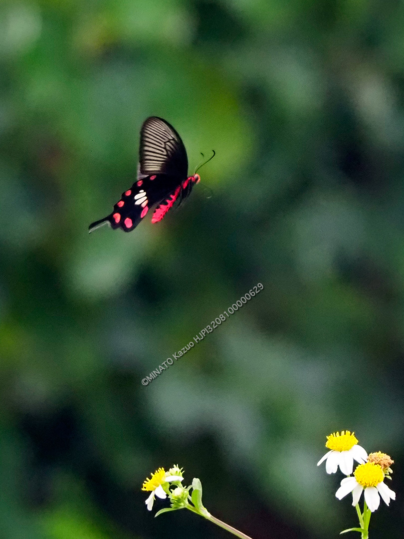 ベニモンアゲハ