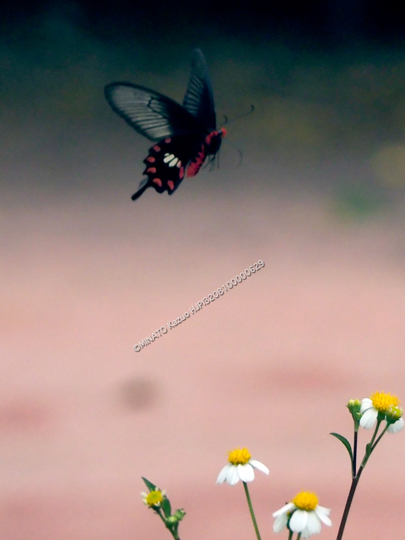 ベニモンアゲハ