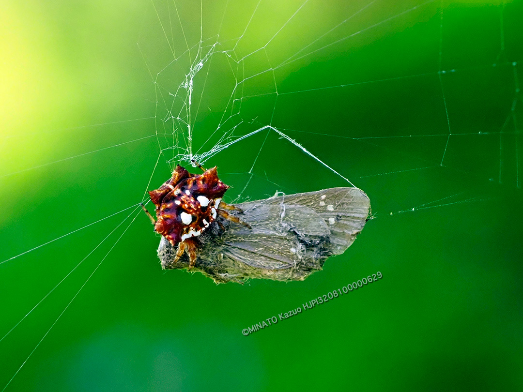 チブサトゲグモ