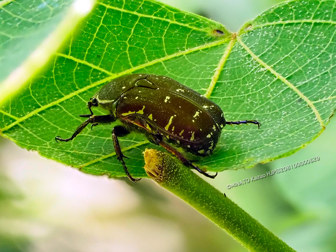 オオシマアオハナムグリ