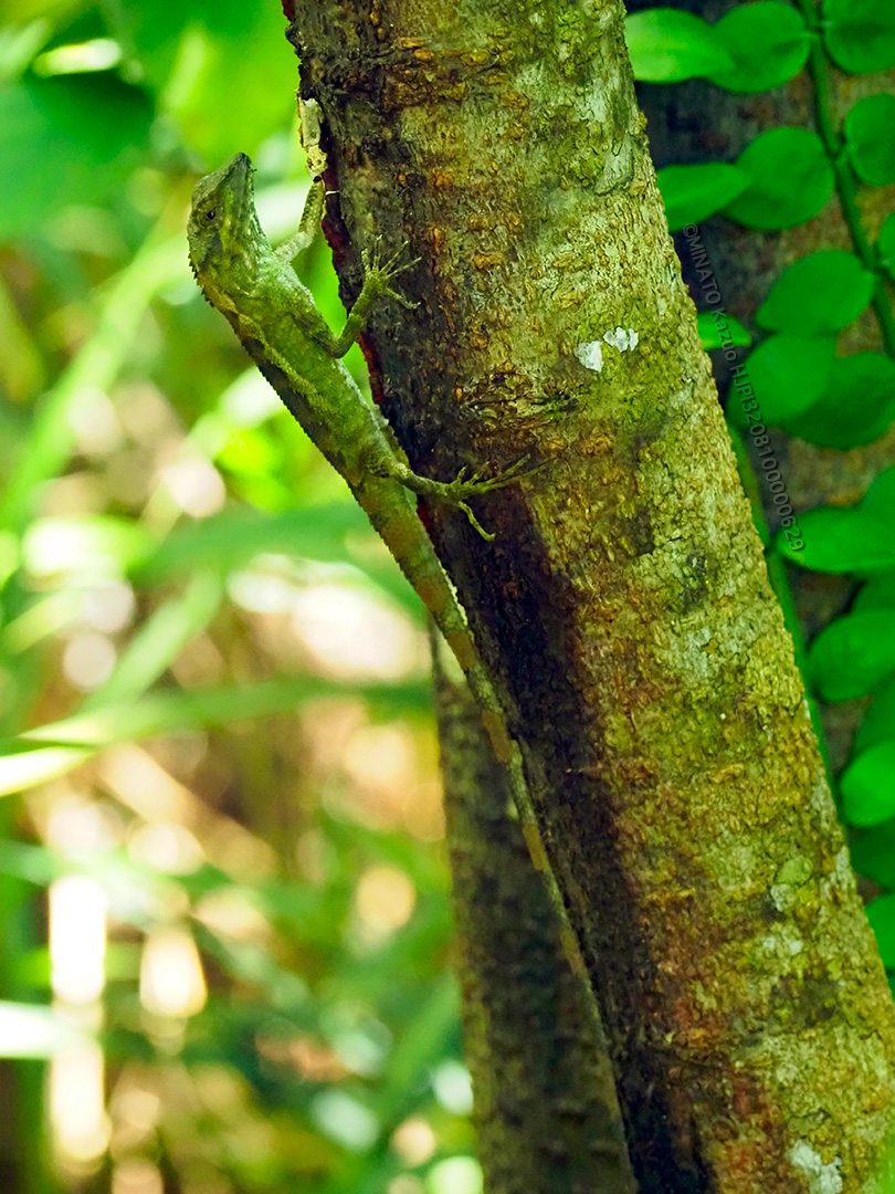 オキナワキノボリトカゲ雄