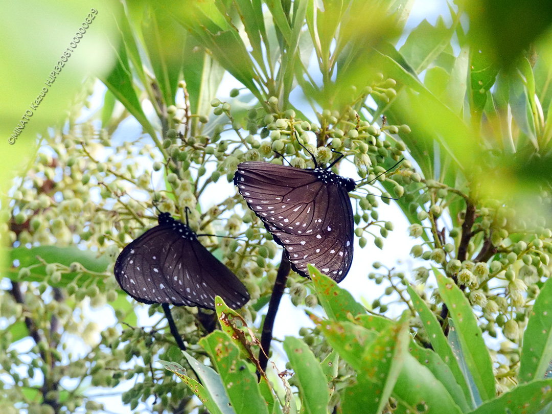 ツマムラサキマダラ