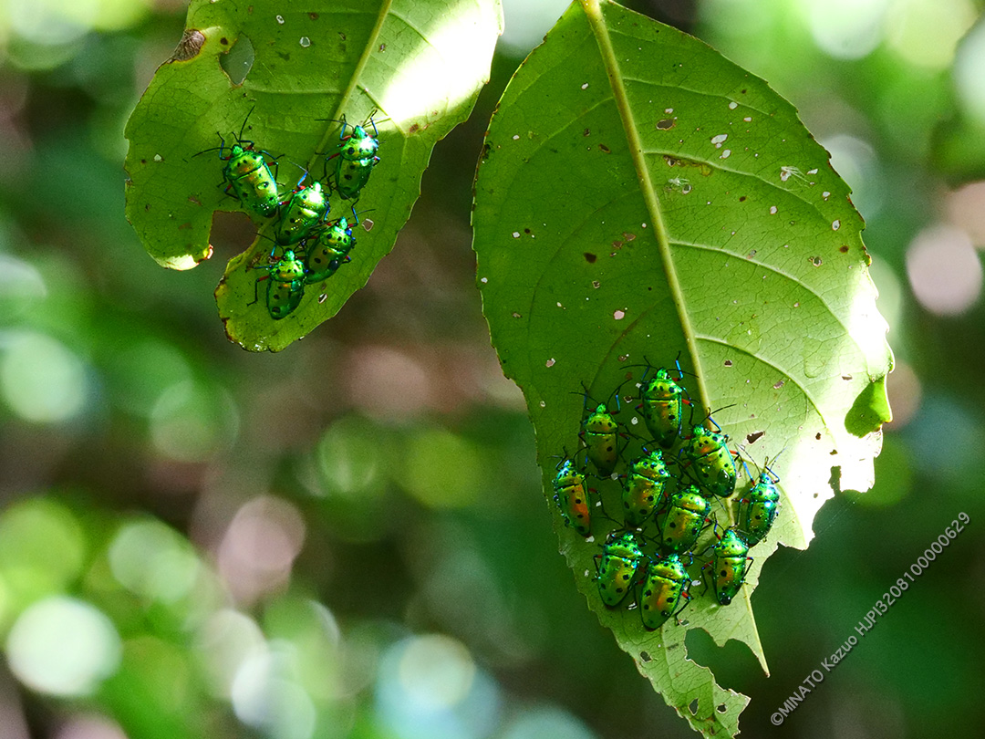 ナナホシキンカメムシ