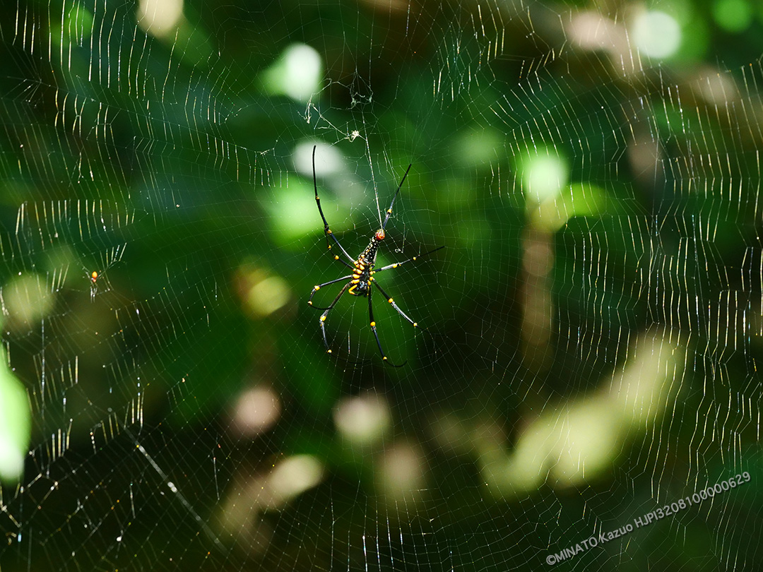 オオジョロウグモ