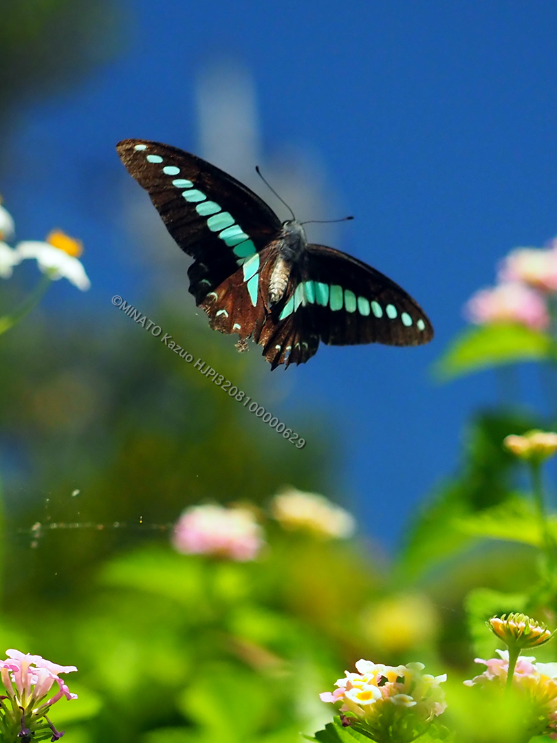 アオスジアゲハ