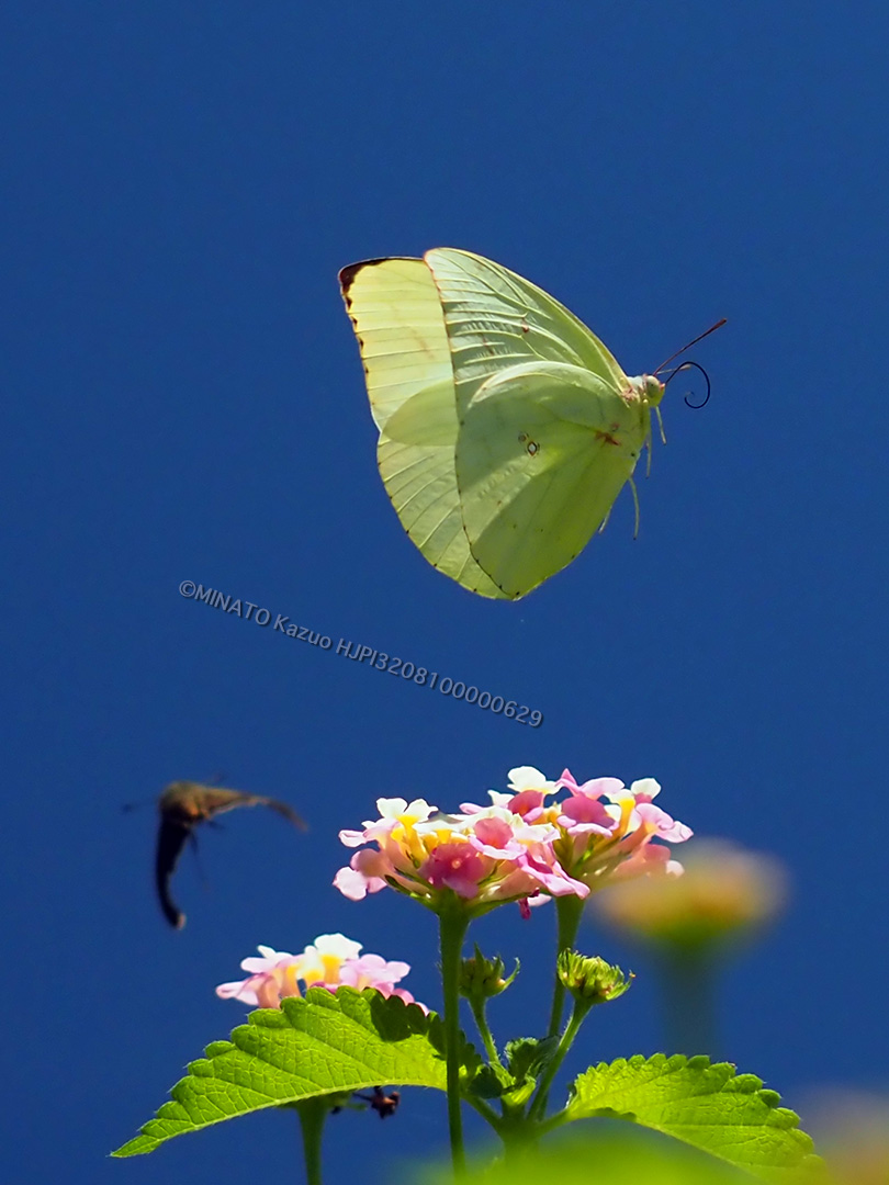 ウスキシロチョウ
