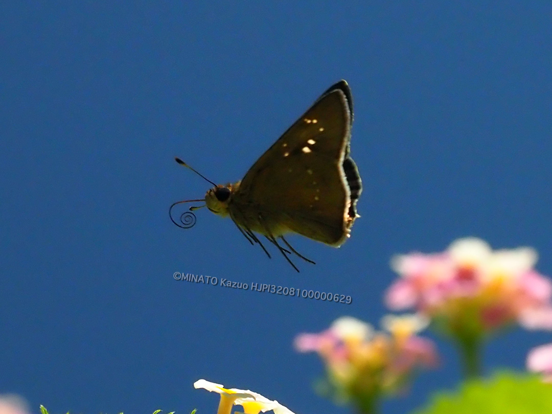 ユウレイセセリ