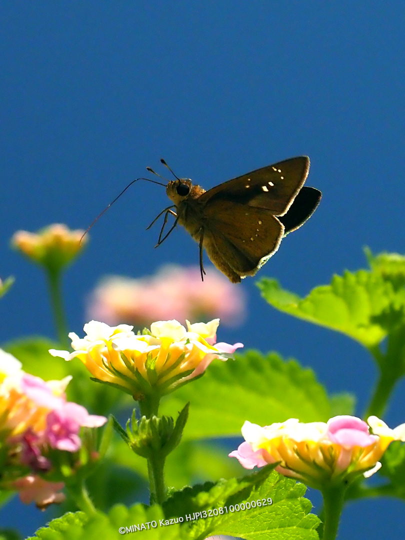 ユウレイセセリ