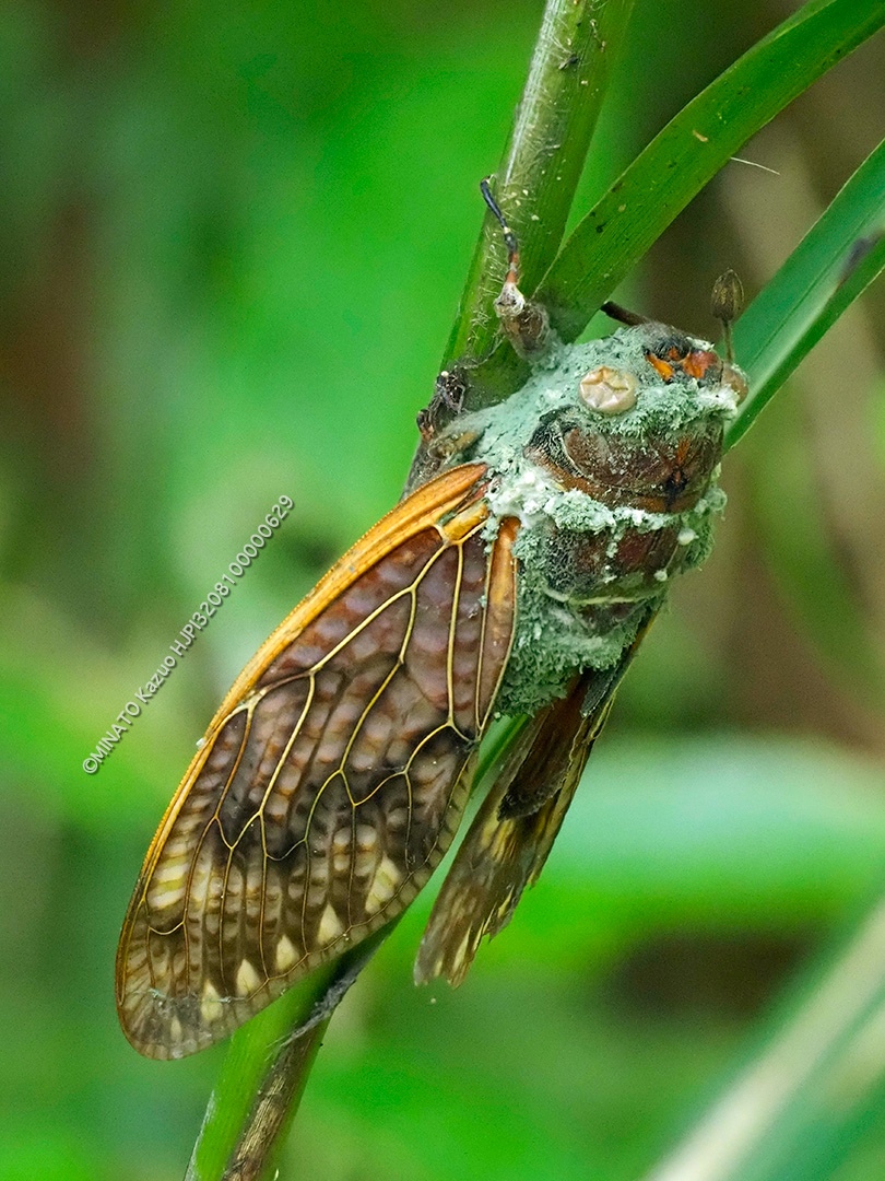 リュウキュウアブラゼミ