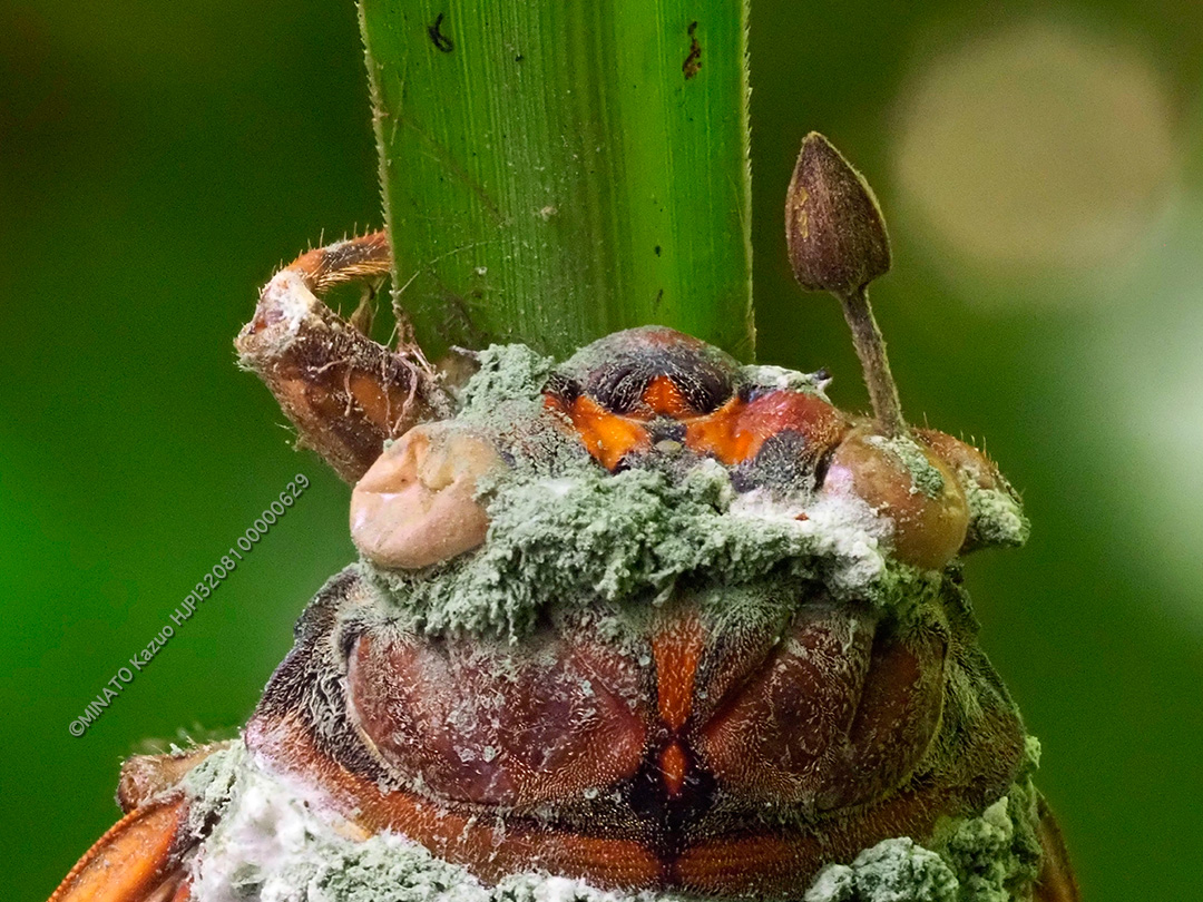 リュウキュウアブラゼミ