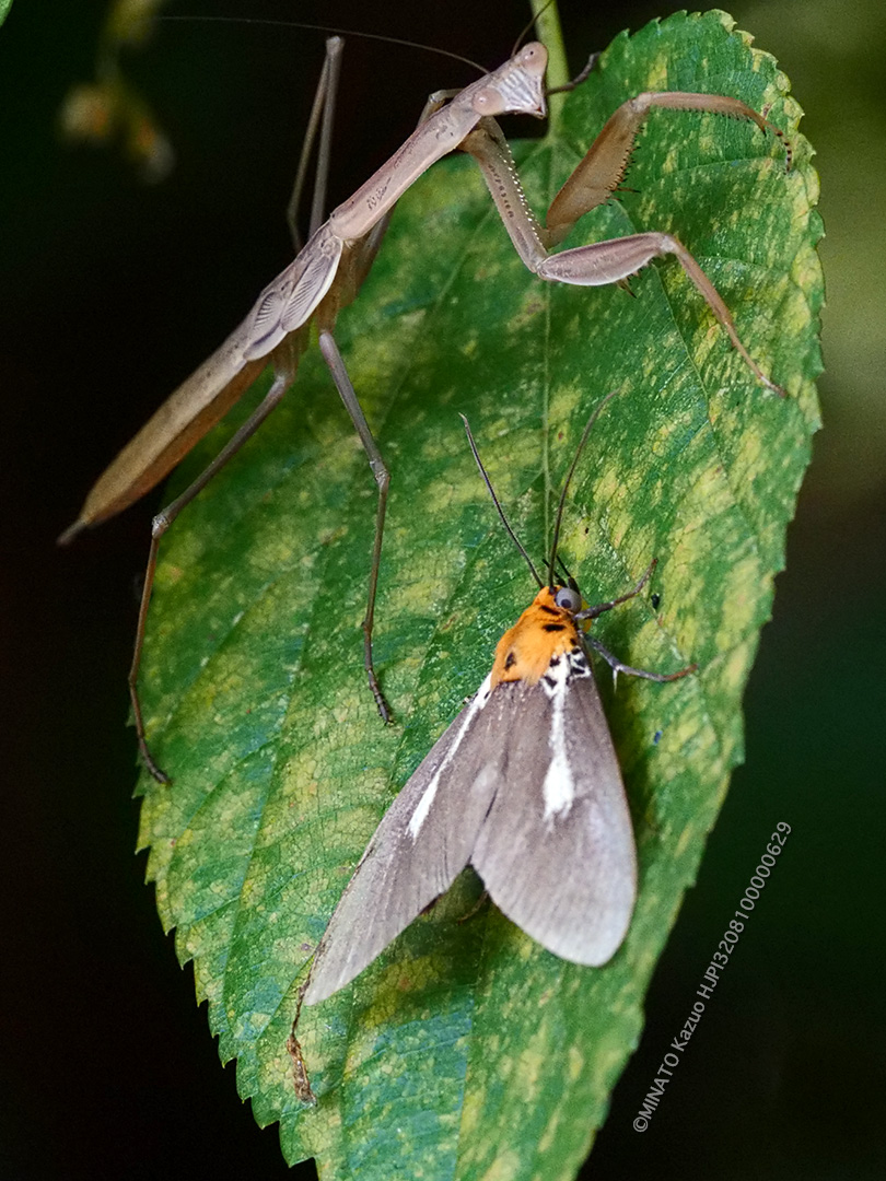 シロスジヒトリモドキ