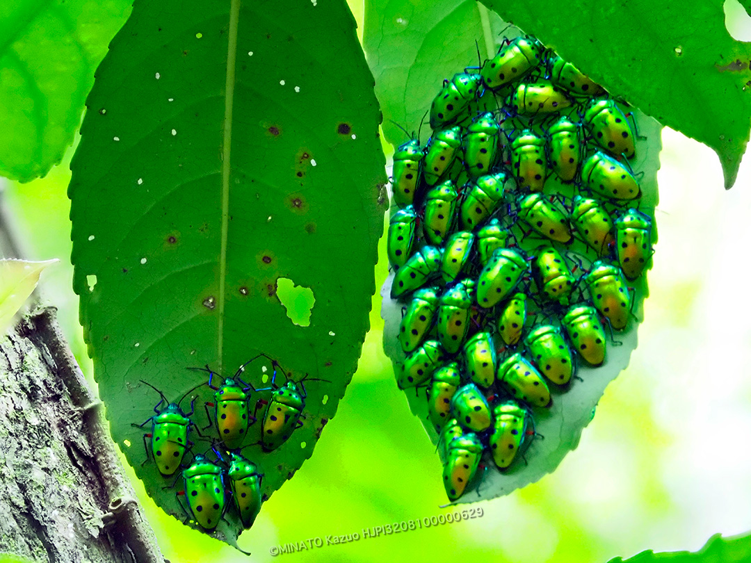 ナナホシキンカメムシ