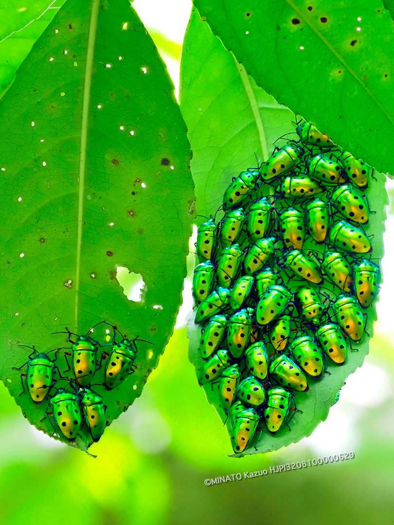 ナナホシキンカメムシ