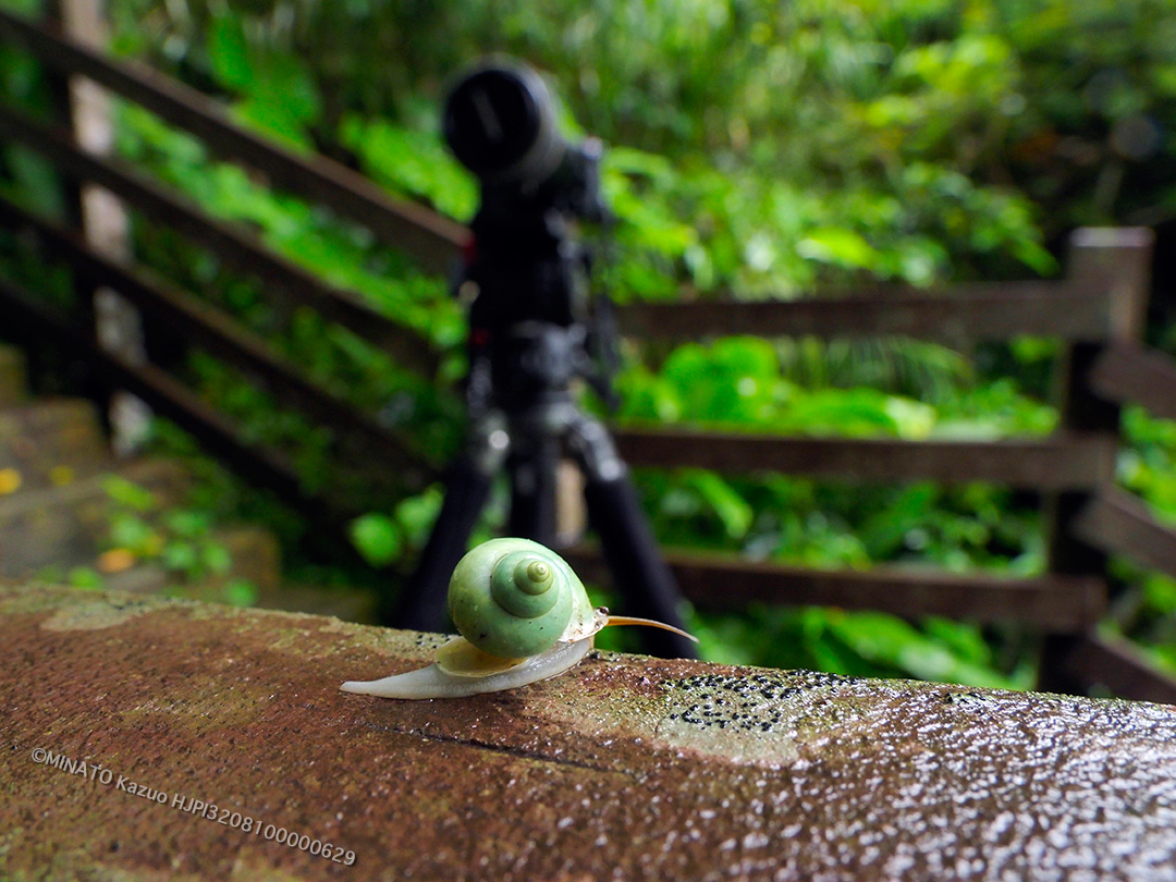 アオミオカタニシ