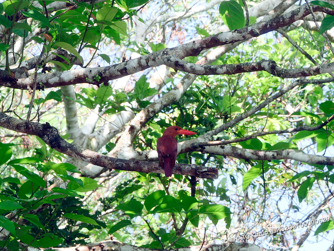 リュウキュウアカショウビン