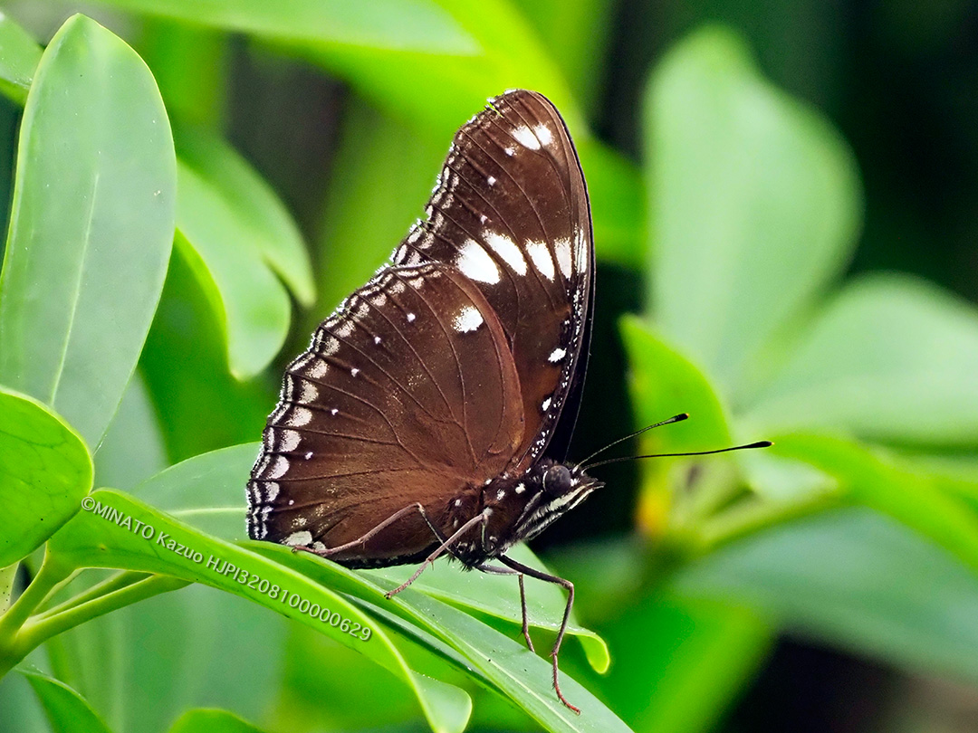 リュウキュウムラサキ
