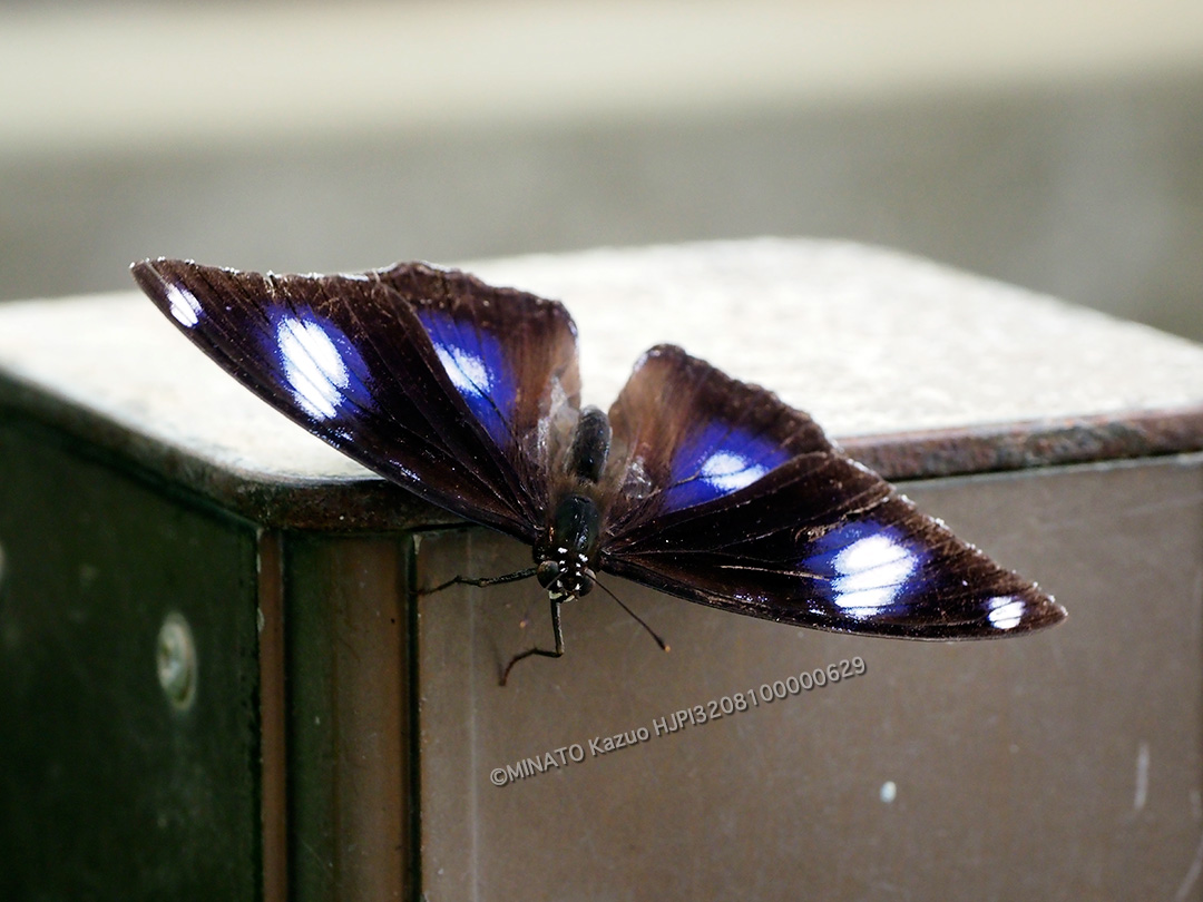 リュウキュウムラサキ