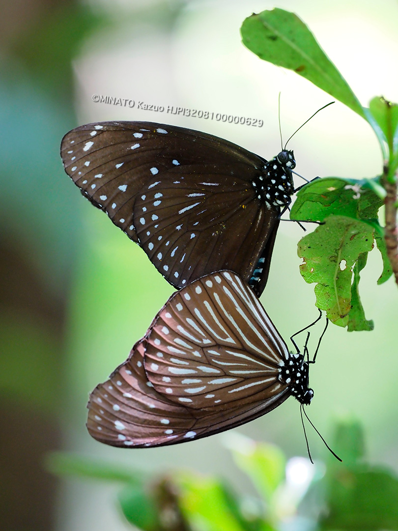 ツマムラサキマダラ