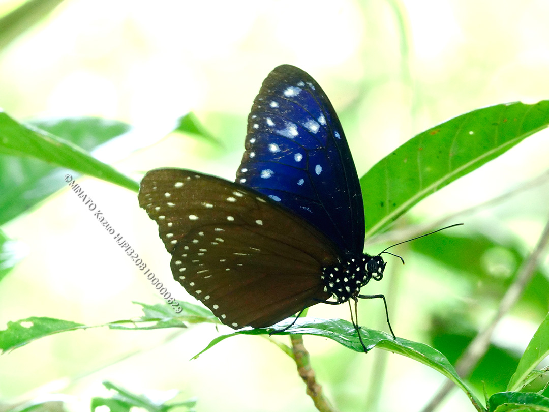 ツマムラサキマダラ
