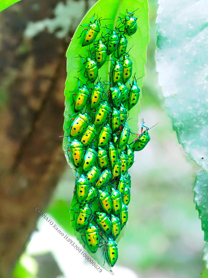 ナナホシキンカメムシ