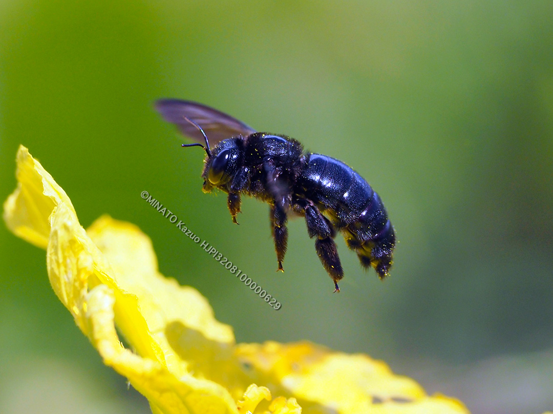 オキナワクマバチ