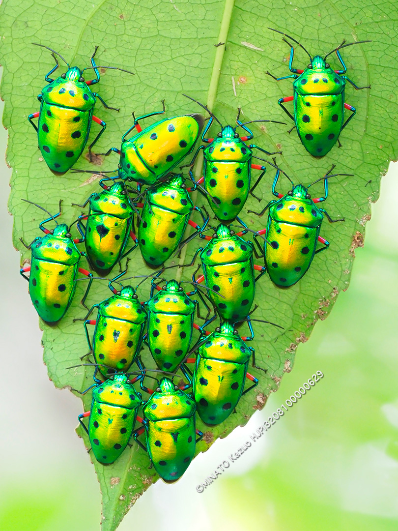 ナナホシキンカメムシ