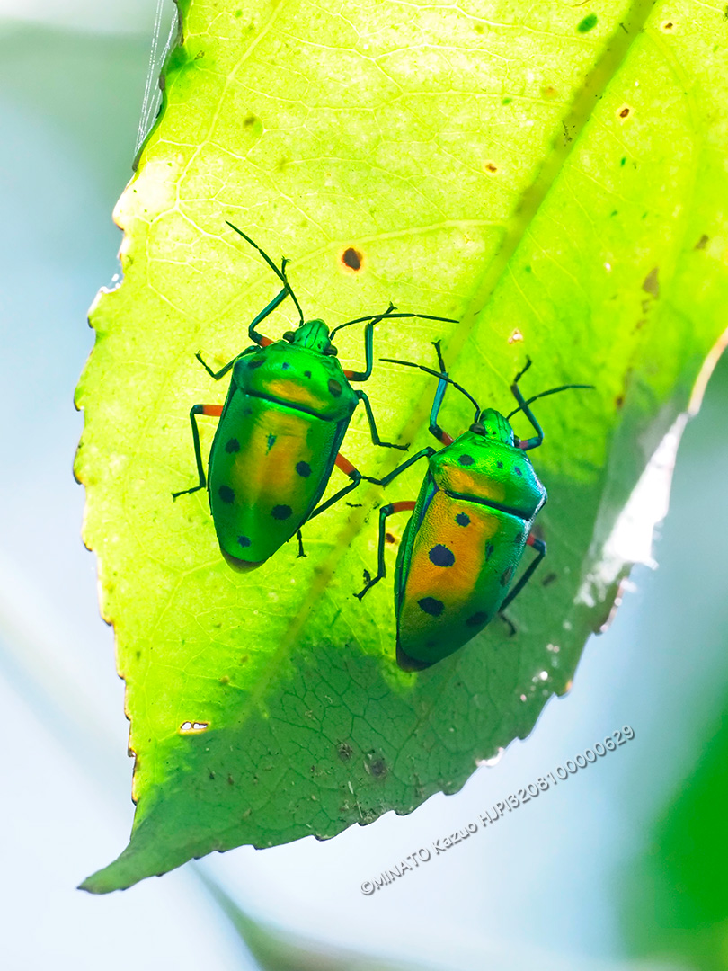 ナナホシキンカメムシ