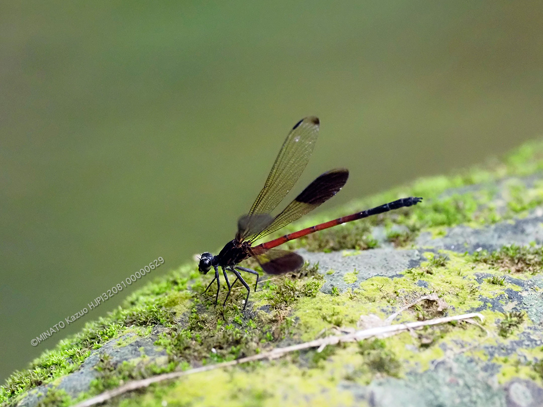 コナカハグロトンボ