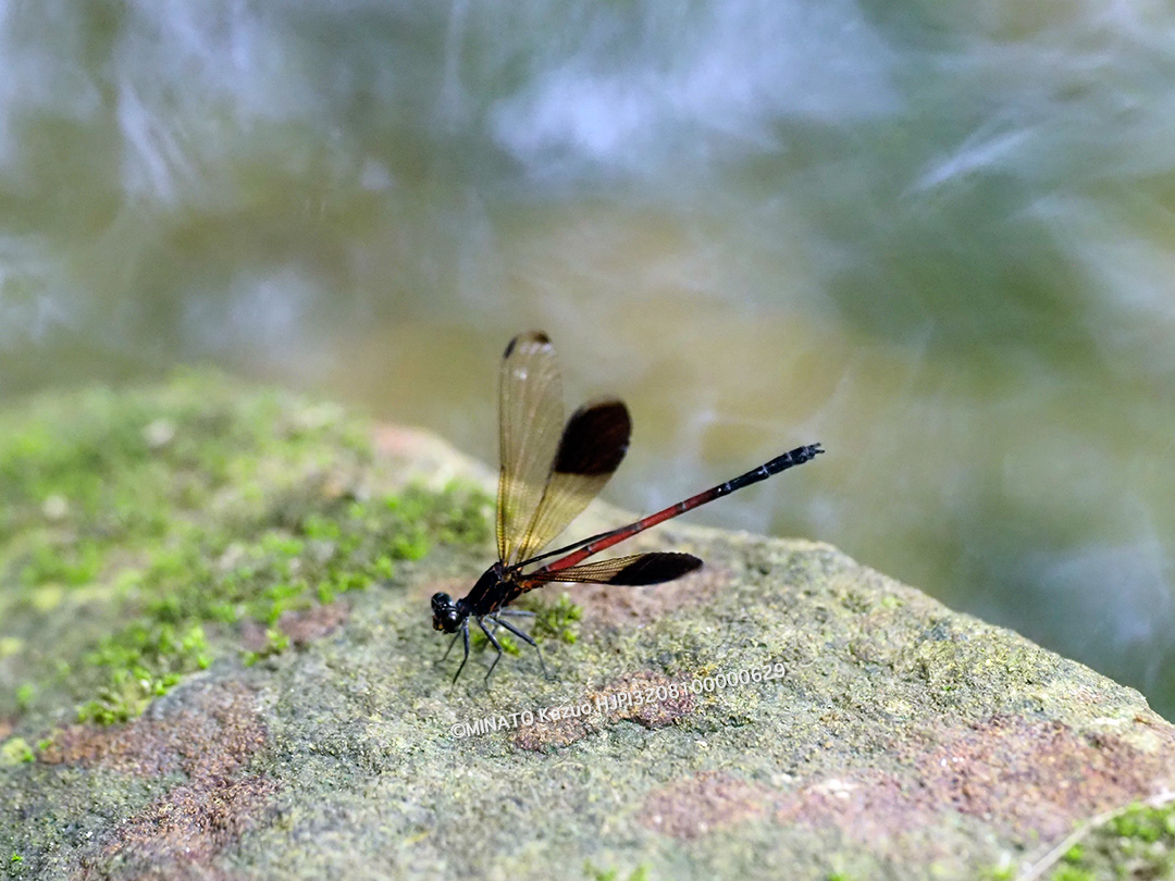 コナカハグロトンボ