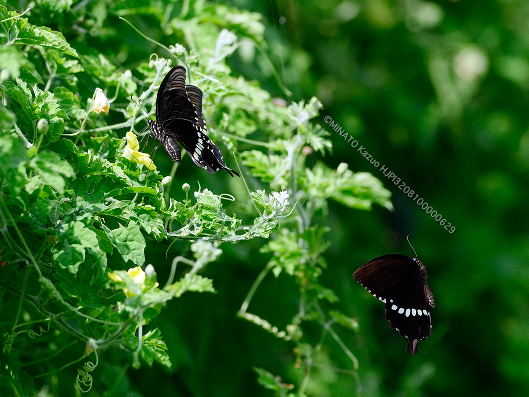 シロオビアゲハ