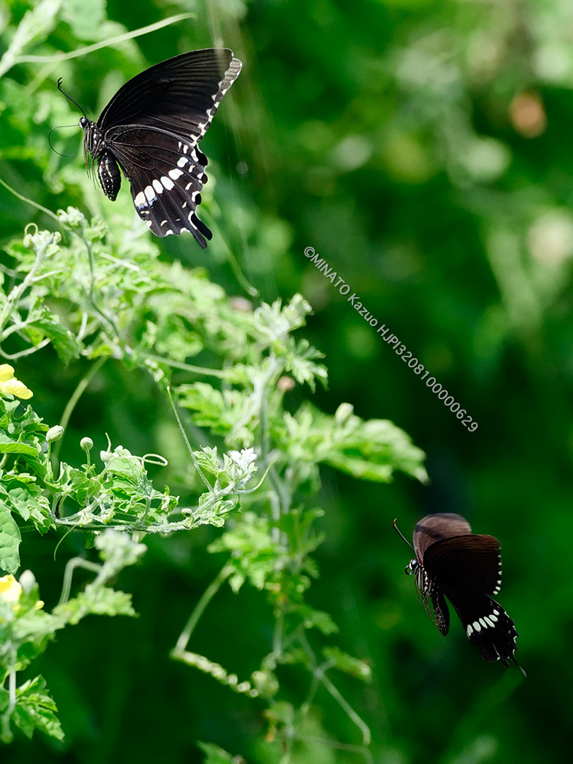 シロオビアゲハ