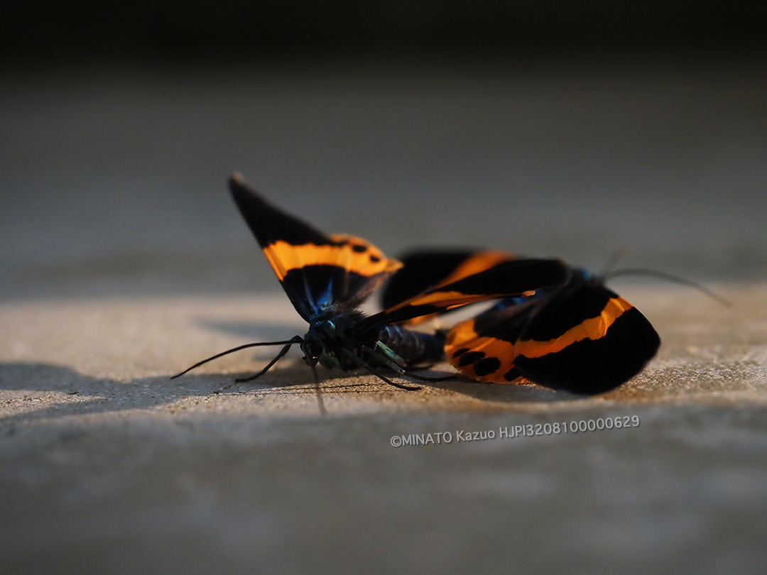 キオビエダシャク