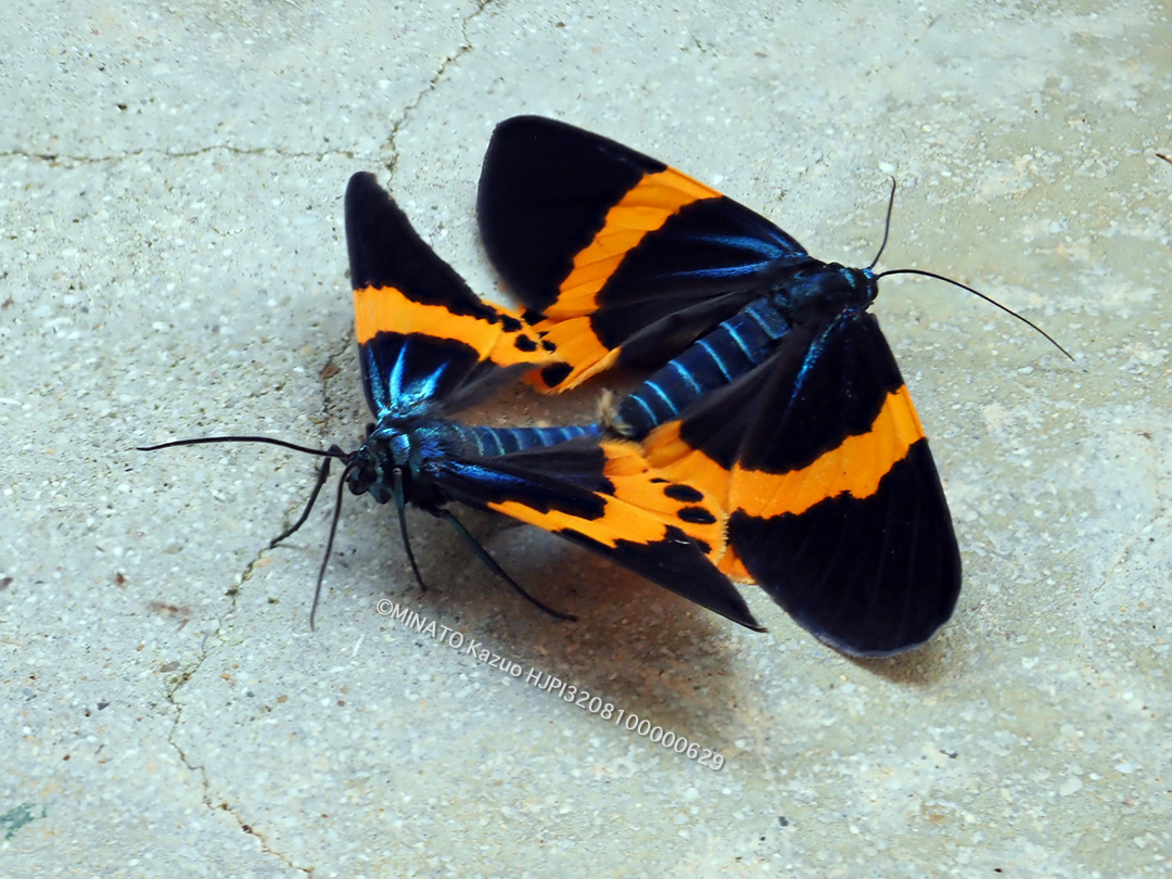 キオビエダシャク