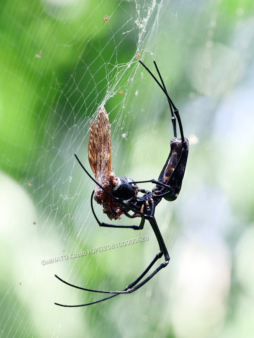 オオジョロウグモ