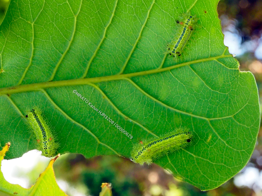 ヒロヘリアオイラガ