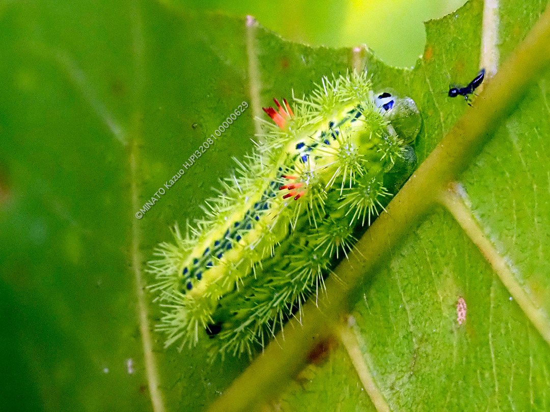 ヒロヘリアオイラガ