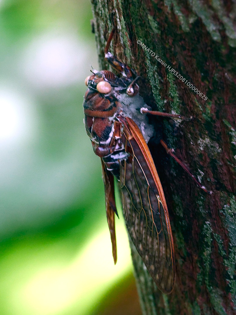 リュウキュウアブラゼミ死骸
