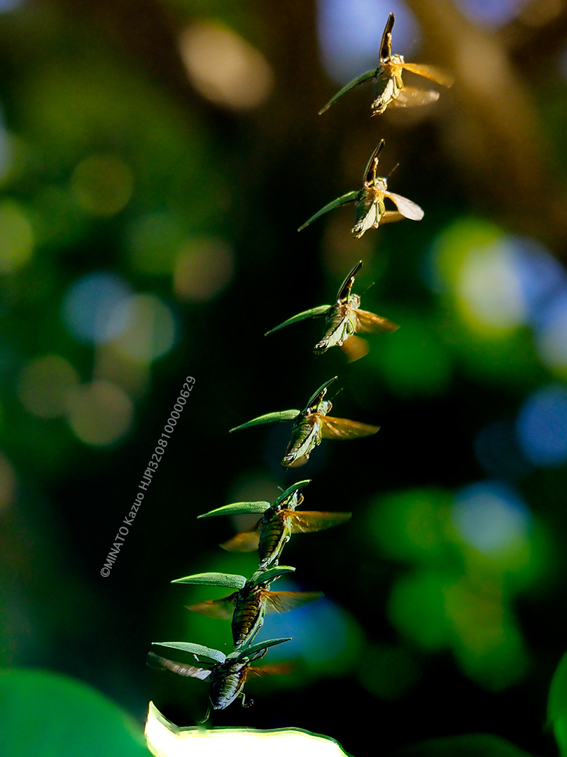 アオムネスジタマムシ（７コマ合成）