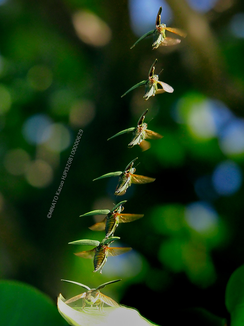 アオムネスジタマムシ（７コマ合成）