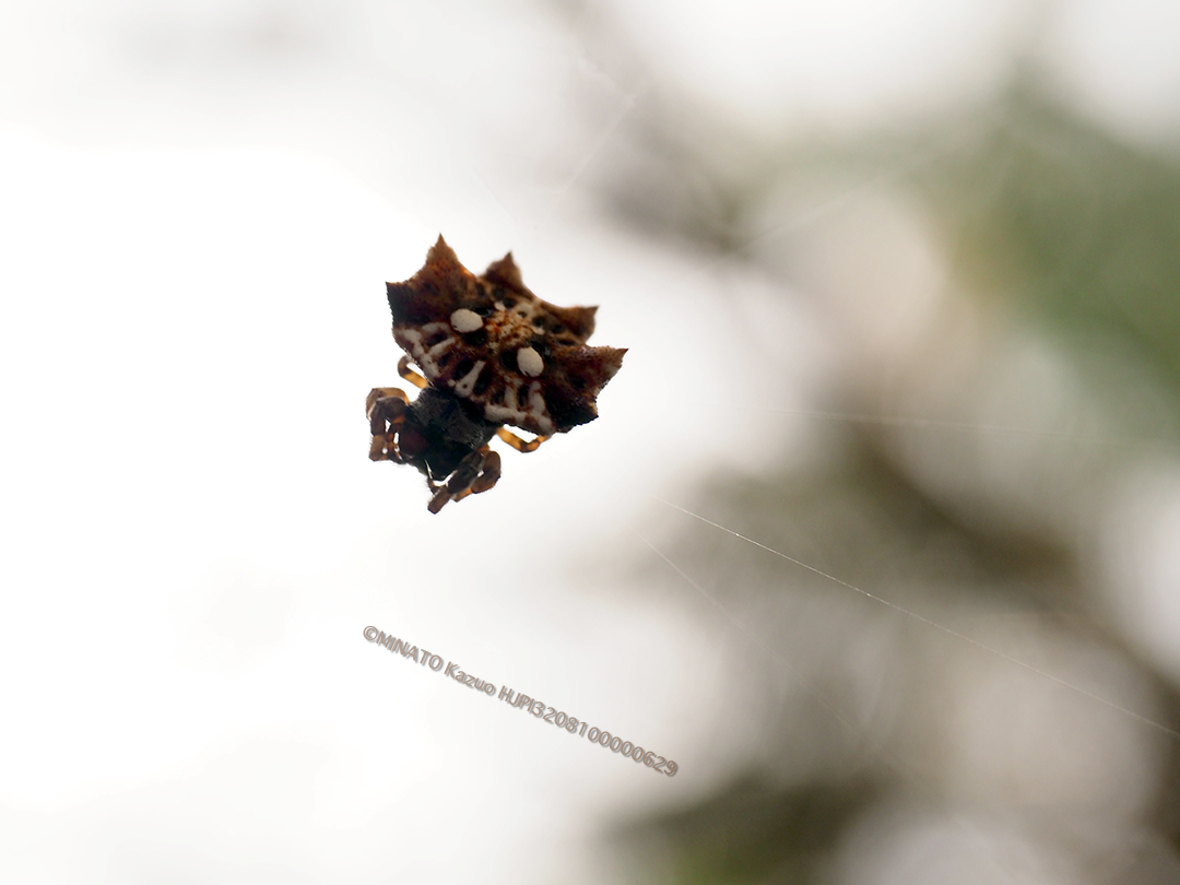 チブサトゲグモ