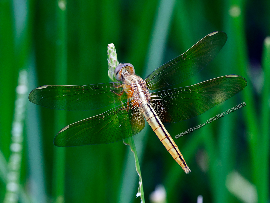 タイリクショウジョウトンボ
