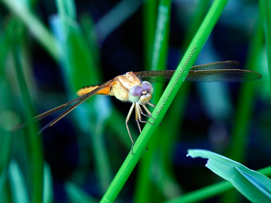 タイリクショウジョウトンボ