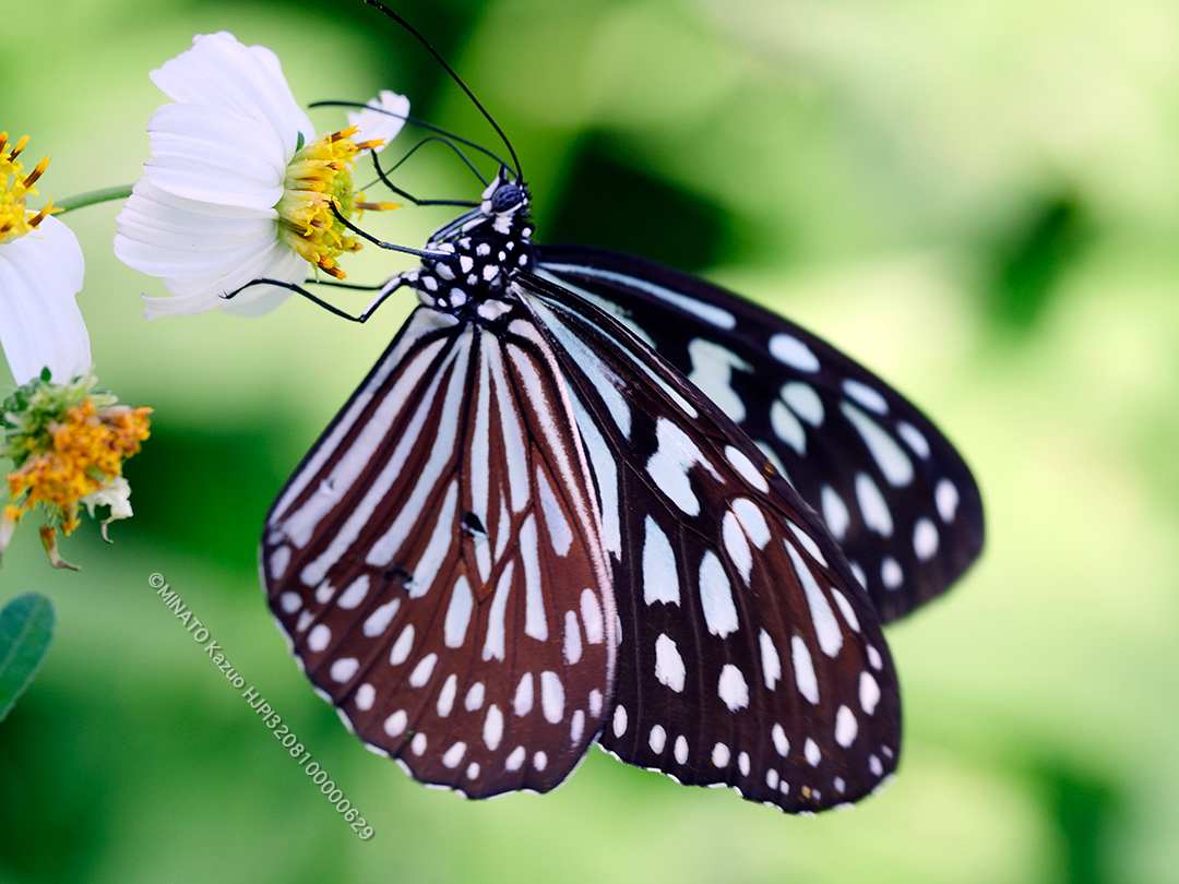 リュウキュウアサギマダラ
