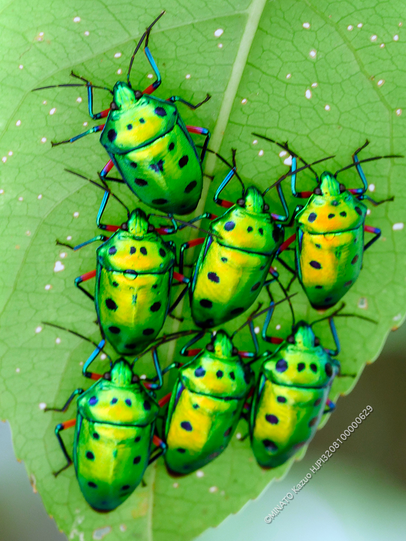 ナナホシキンカメムシ