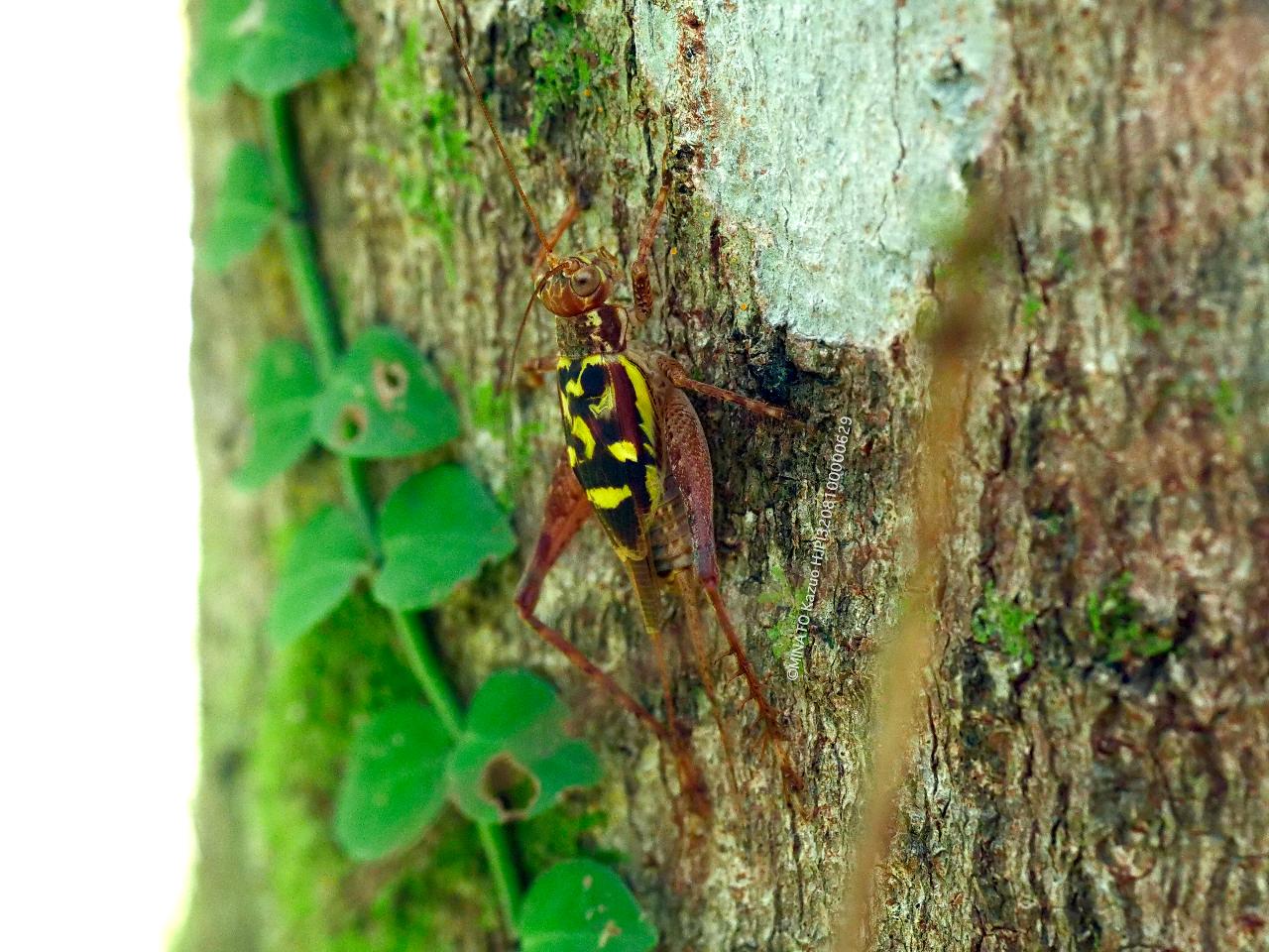 オキナワマダラマツムシ