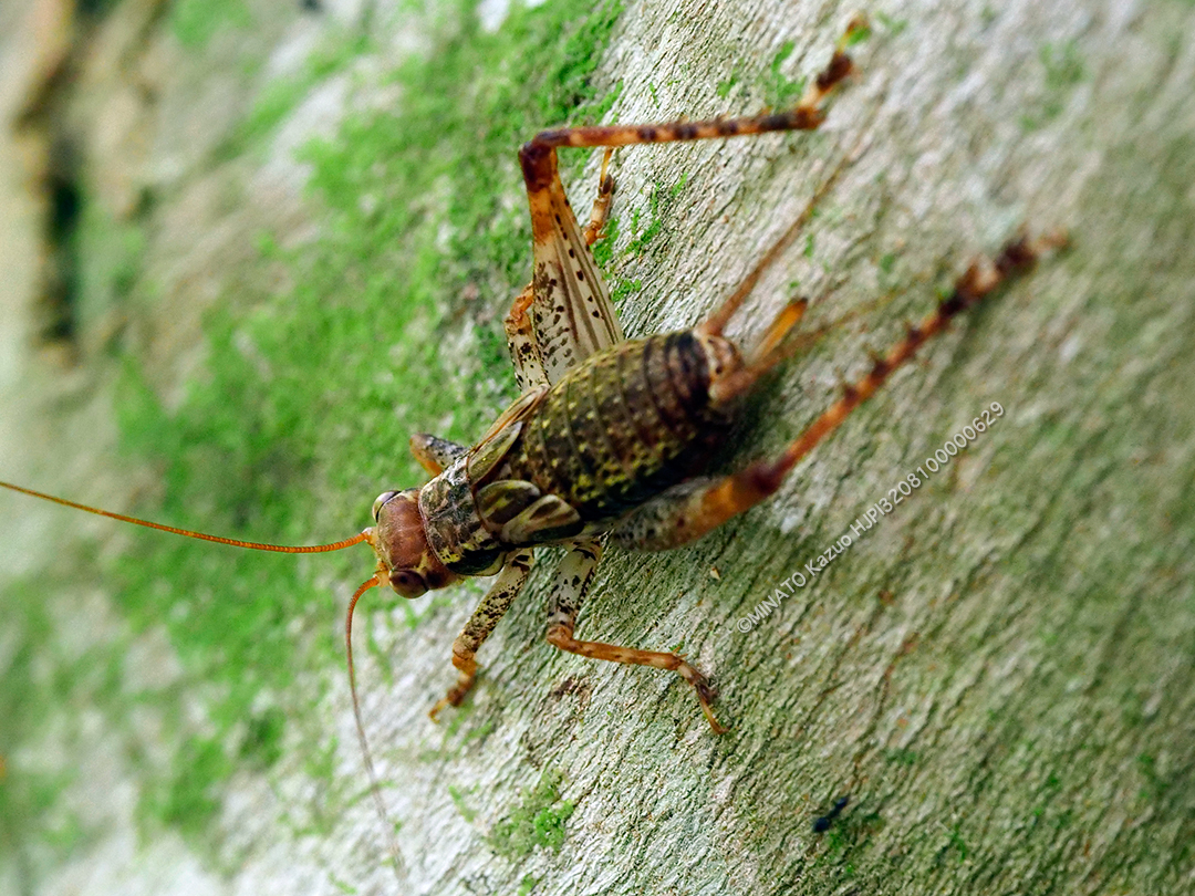 オキナワマダラマツムシ